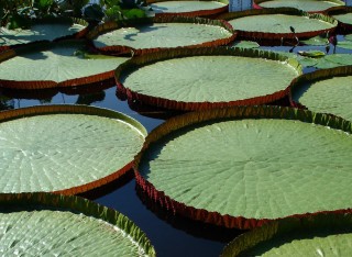 Botanická zahrada láká na obří viktorii královskou i nejmenší leknín světa 
